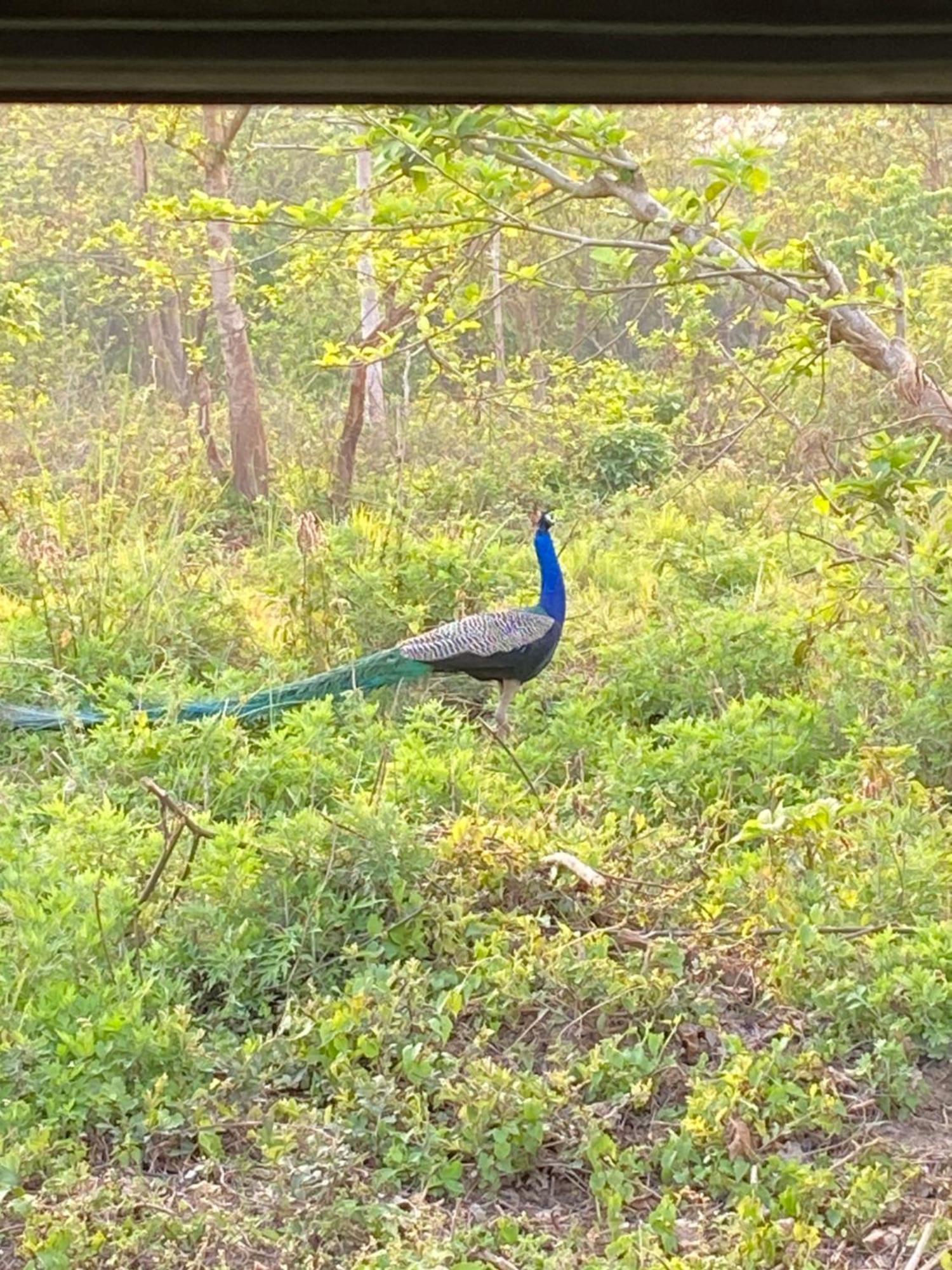 Hotel Shiva'S Dream Sauraha Kültér fotó
