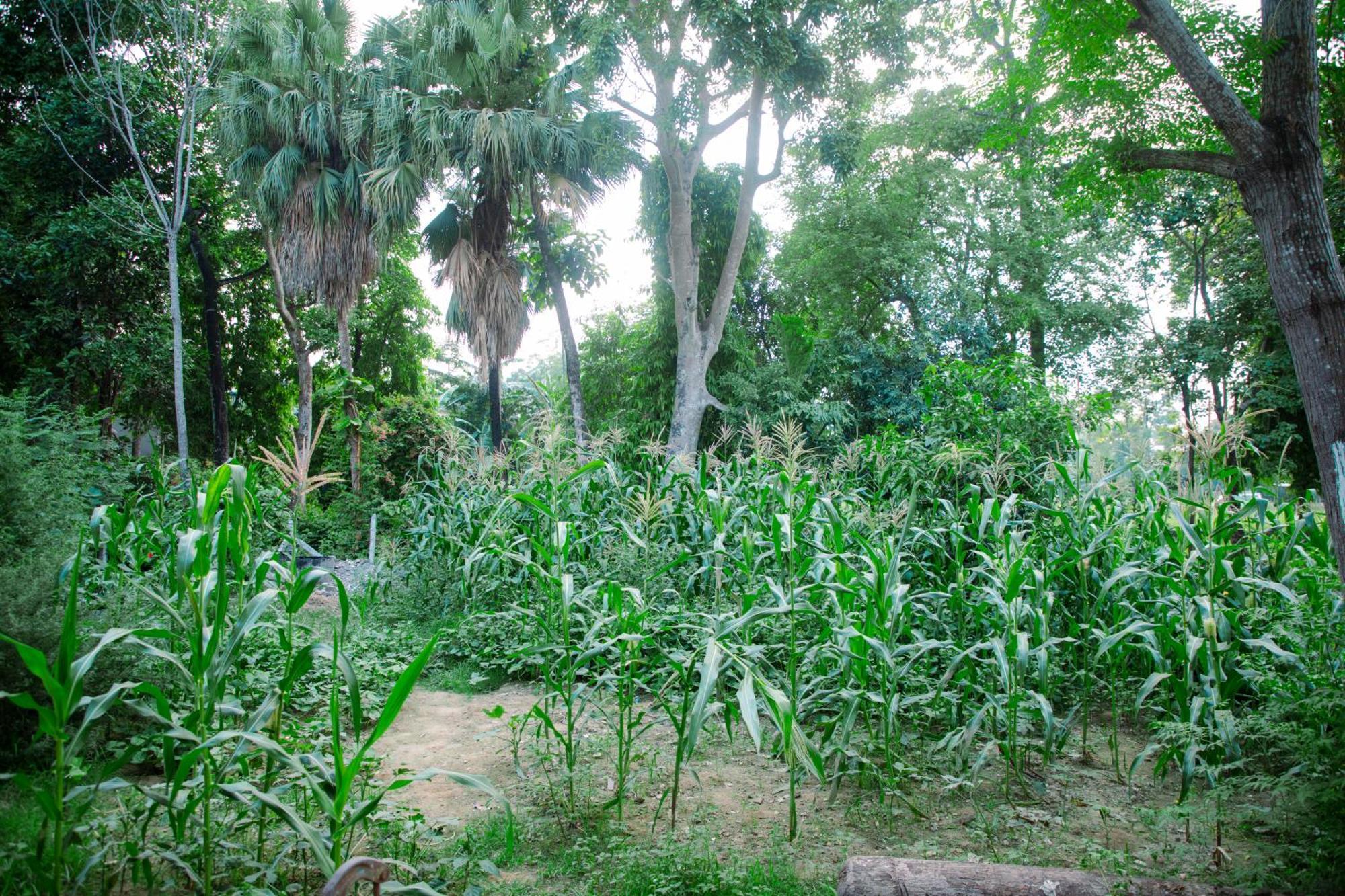 Hotel Shiva'S Dream Sauraha Kültér fotó